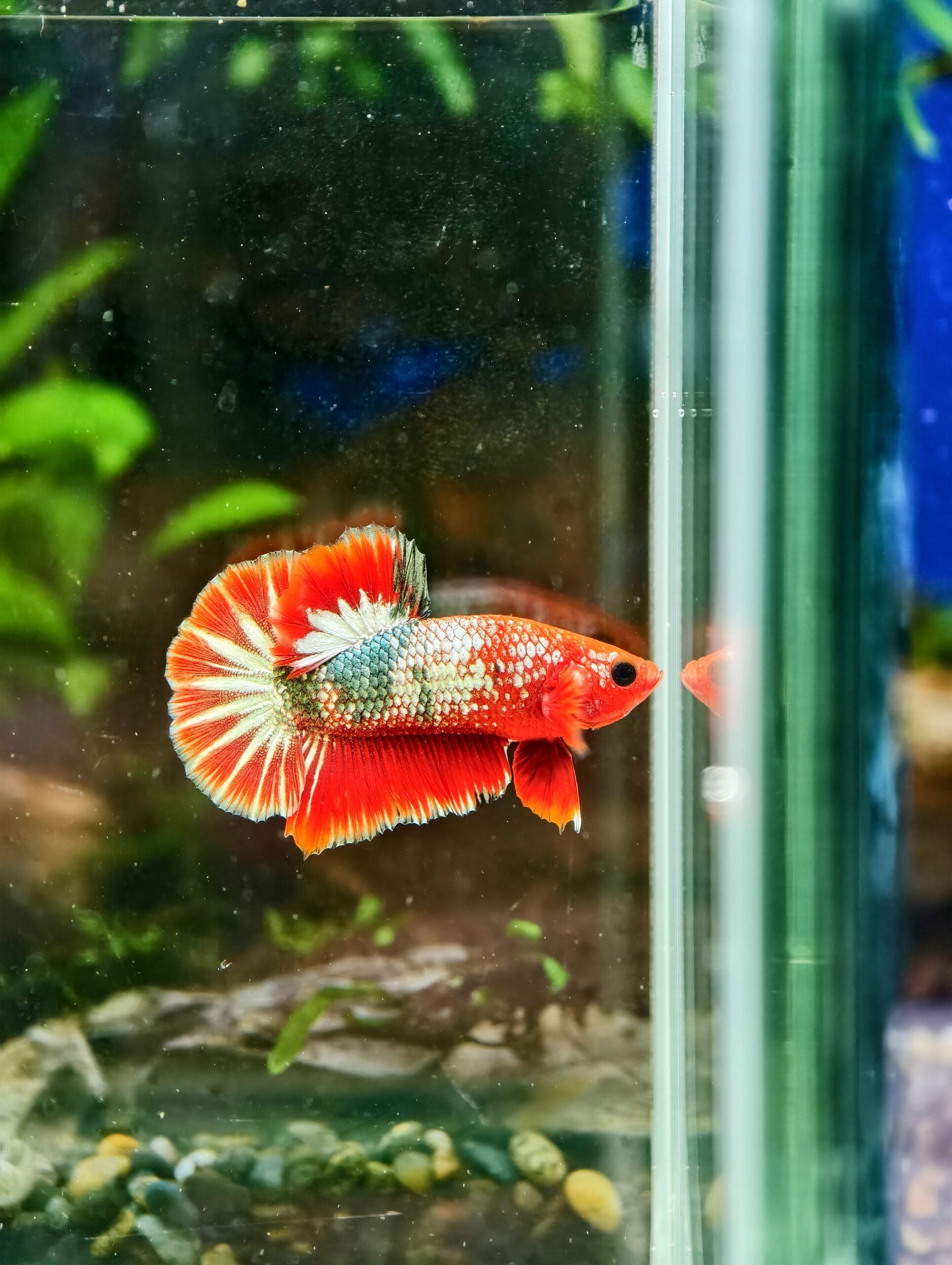 BB508 - HMPK Red FCCP
