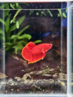 BB512 - HMPK Super Red