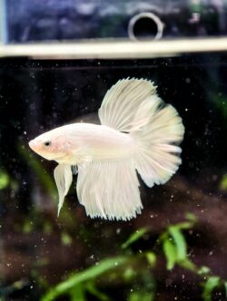 BB514 - Long Fin Snow White