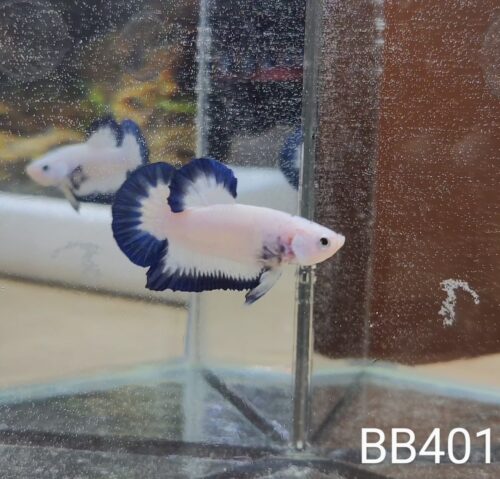 BB401 - HMPK Blue Rim