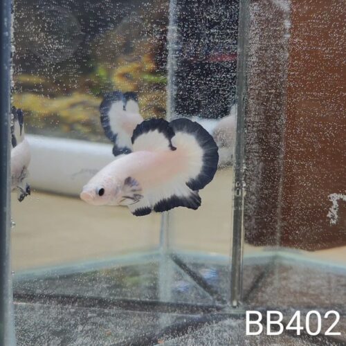 BB402 - HMPK Blue Rim