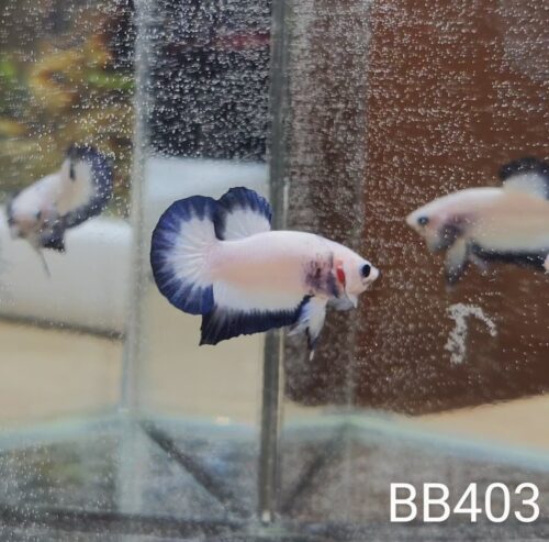 BB403 - HMPK Blue Rim