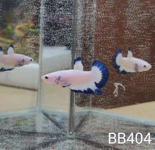 BB404 - HMPK Blue Rim