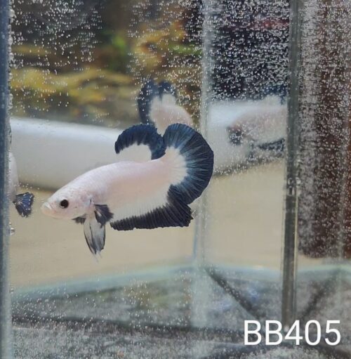 BB405 - HMPK Blue Rim