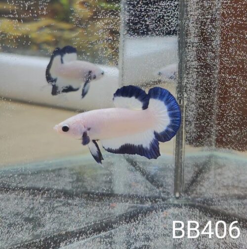 BB406 - HMPK Blue Rim
