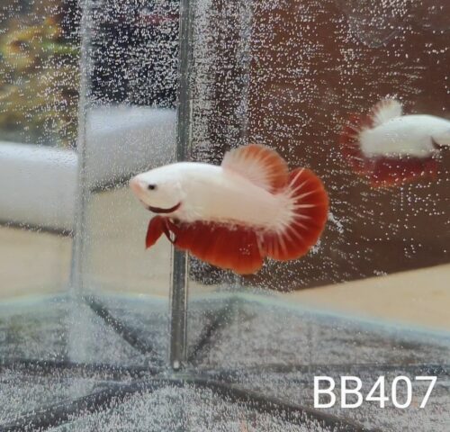 BB407 - HMPK Red Dragon