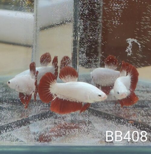 BB408 - HMPK Red Dragon