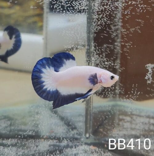 BB410 - HMPK Blue Rim