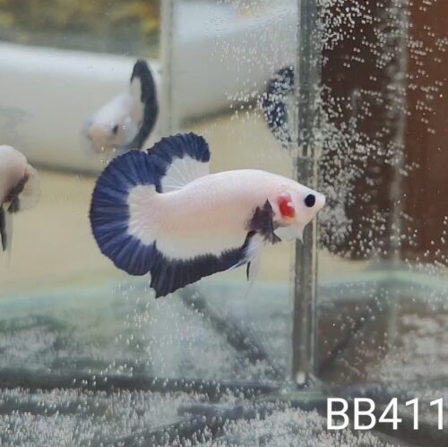 BB411 - HMPK Blue Rim