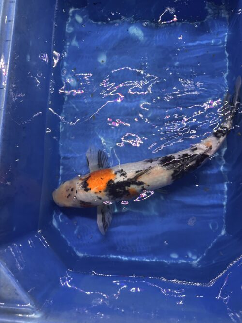 Sanke KOI 30cm