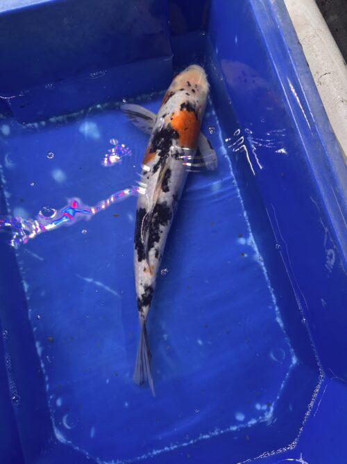 Sanke KOI 30cm - Image 3