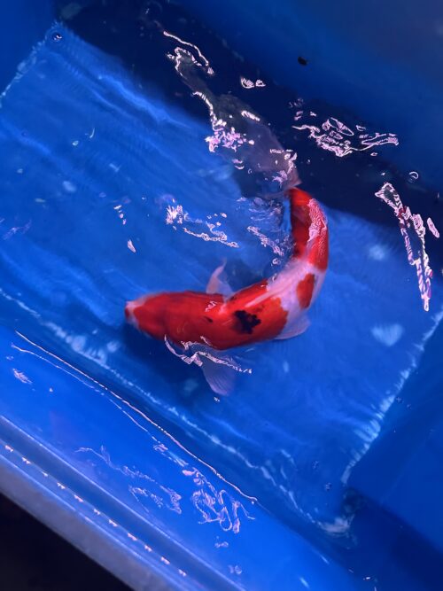 Sanke KOI 22cm - Image 10