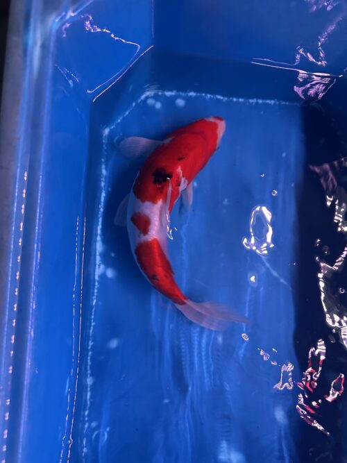 Sanke KOI 22cm - Image 5