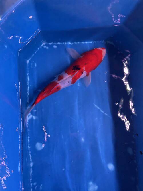 Sanke KOI 22cm