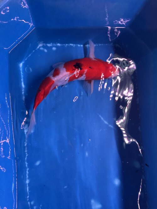Sanke KOI 22cm - Image 6
