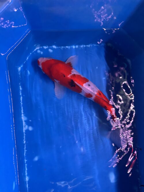 Sanke KOI 22cm - Image 3