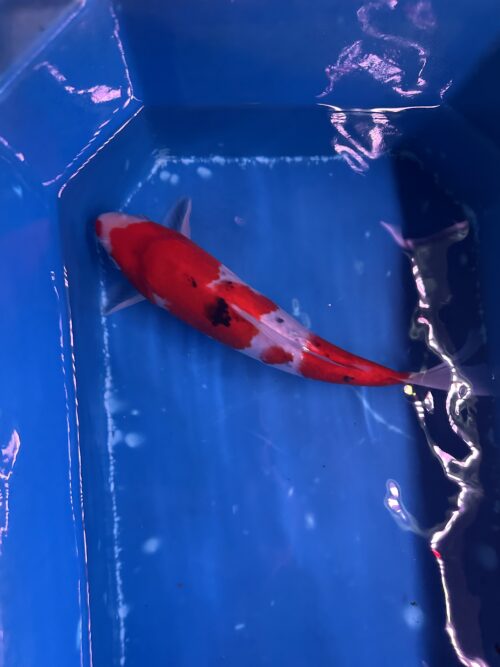 Sanke KOI 22cm - Image 8