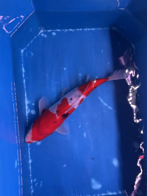 Sanke KOI 22cm - Image 2