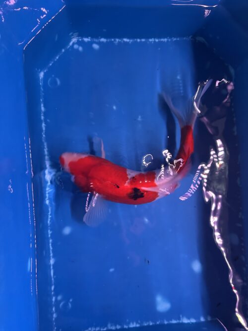 Sanke KOI 22cm - Image 7