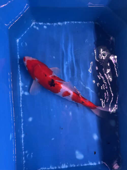 Sanke KOI 22cm - Image 9
