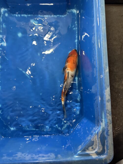 Showa 18cm - Image 2