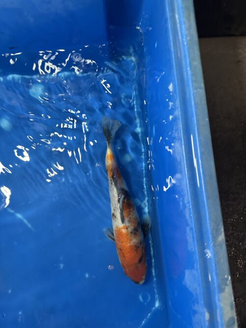 Showa 18cm - Image 7