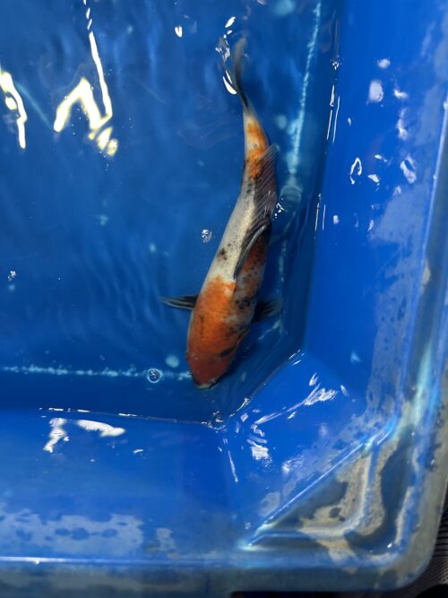 Showa 18cm - Image 3