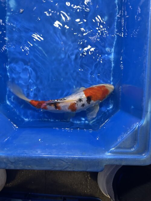 Sanke KOI 22cm (perfect)