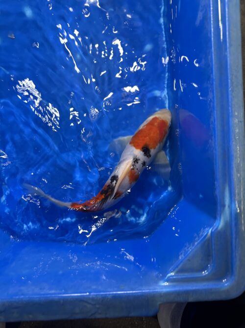 Sanke KOI 22cm (perfect) - Image 5