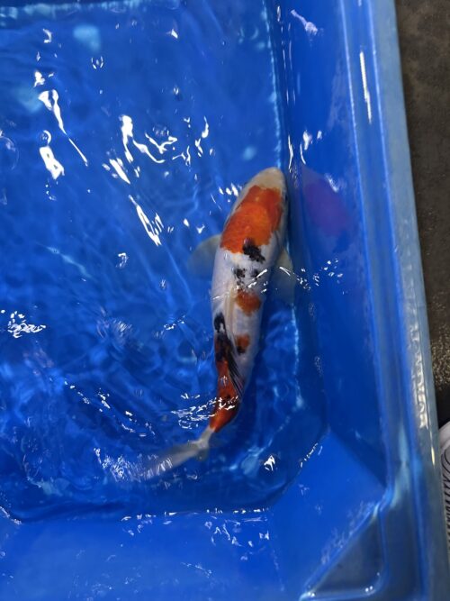 Sanke KOI 22cm (perfect) - Image 4