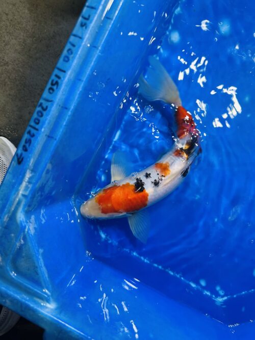 Sanke KOI 22cm (perfect) - Image 2