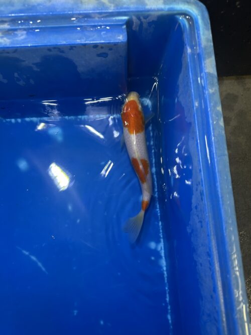 3 steps Kohaku 18cm