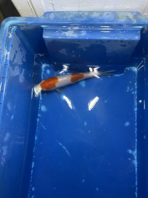 3 steps Kohaku 18cm - Image 4