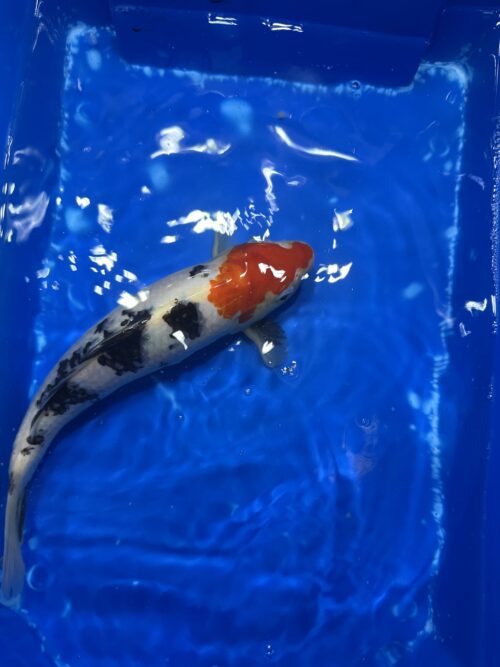 Sanke KOI 25cm (beni head) - Image 6
