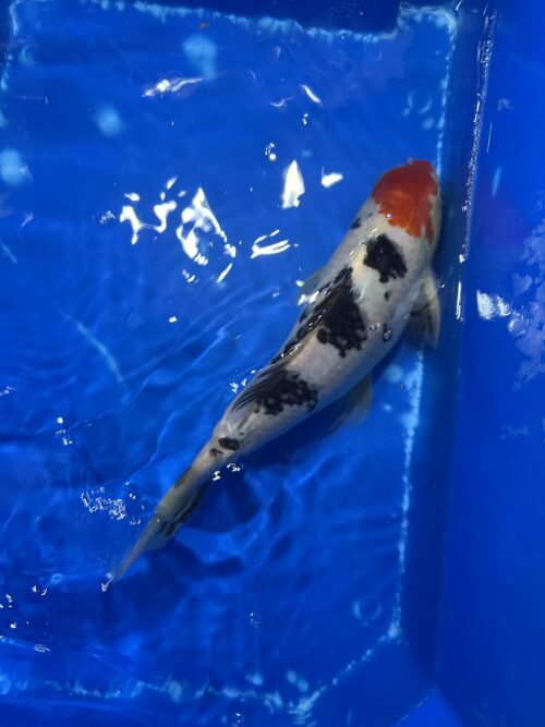 Sanke KOI 25cm (beni head) - Image 4