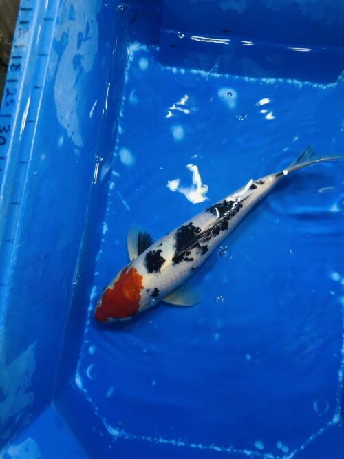 Sanke KOI 25cm (beni head)