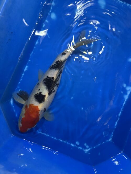 Sanke KOI 25cm (beni head) - Image 3