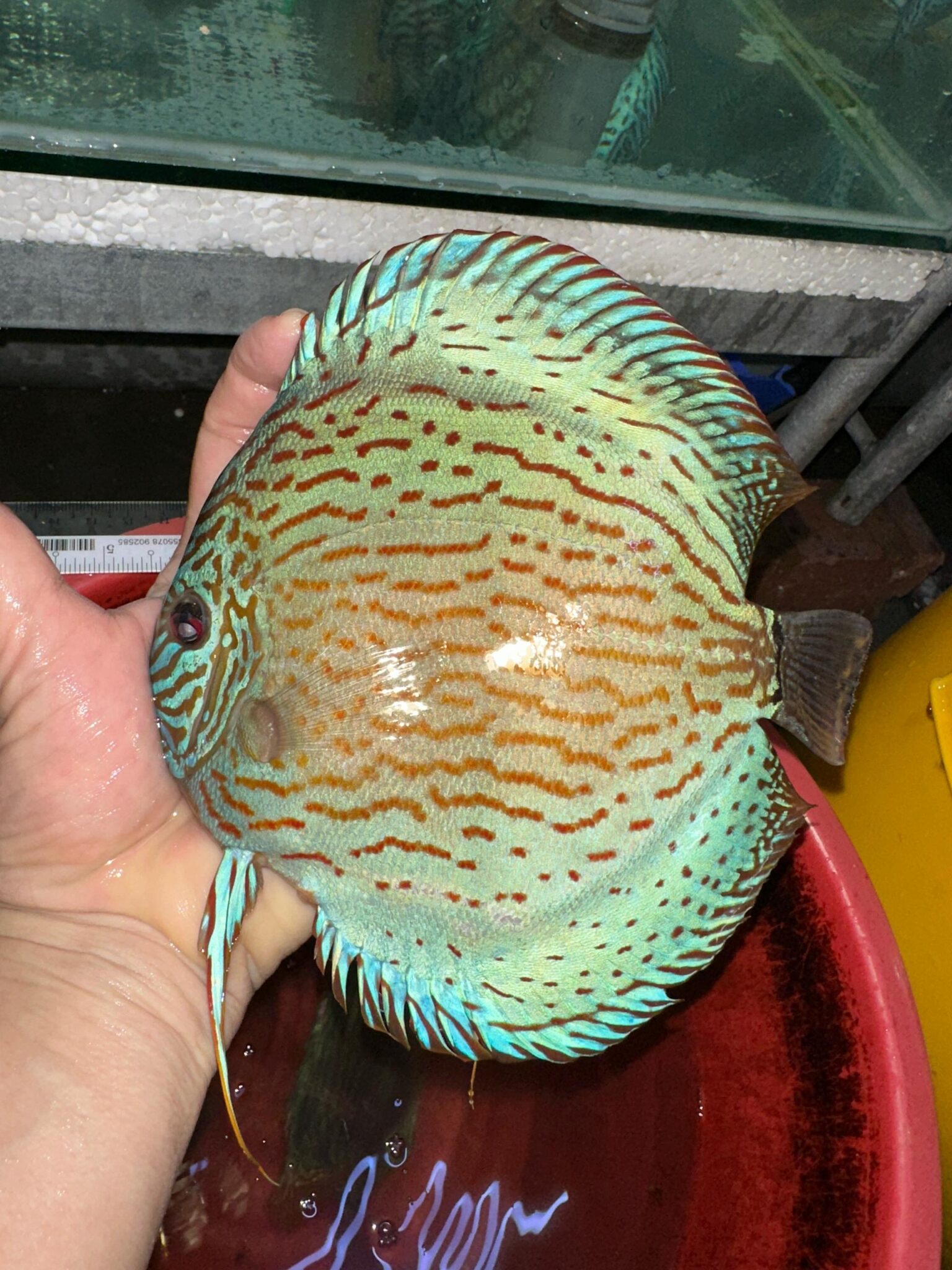 Altum Flora 13-14cm BO - OzDiscus