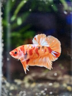 BB101 - HMPK Nemo Koi