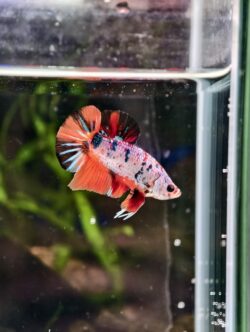 BB101 - HMPK Blue Marble Candy Koi