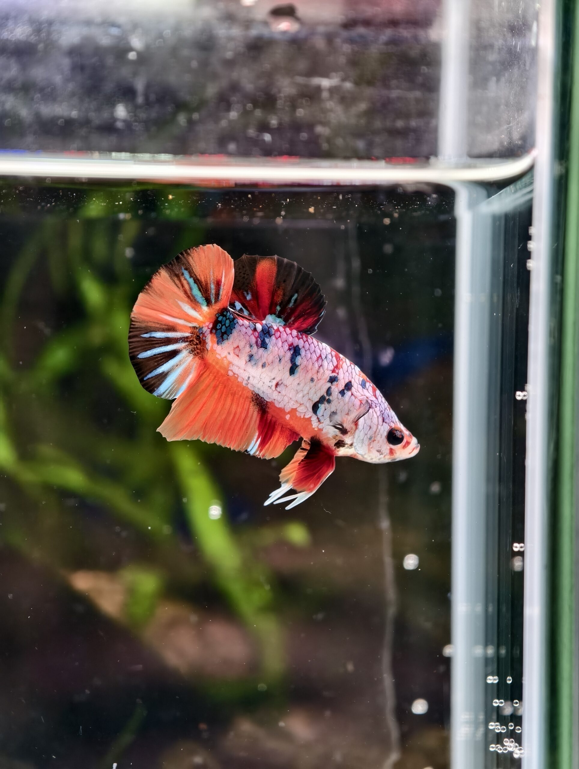 BB101 - HMPK Blue Marble Candy Koi