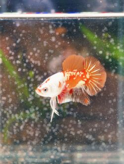 BB101 - HMPK Red Samurai