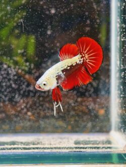 BB102 - HMPK Red Samurai