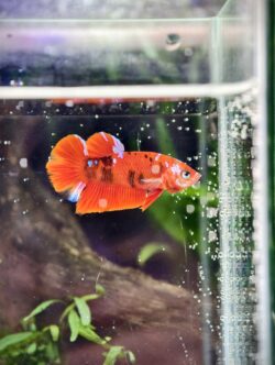 BB102 - HMPK Super Red Koi