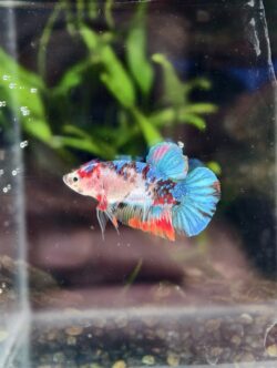 BB102 - HMPK Blue Koi