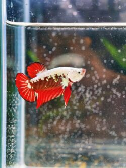 BB103 - HMPK Red Samurai