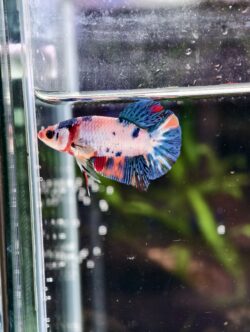 BB103 - HMPK Blue Marble Koi