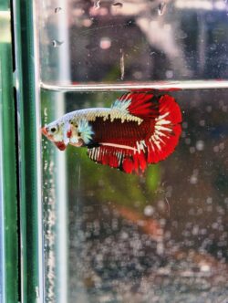 BB104 - HMPK Red Samurai