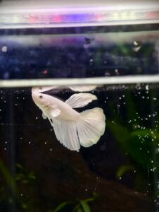 BB106 - Long Fin Snow White