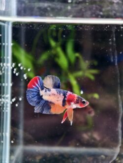 BB104 - HMPK Blue Marble Koi